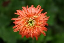 zenith flow growth conversion