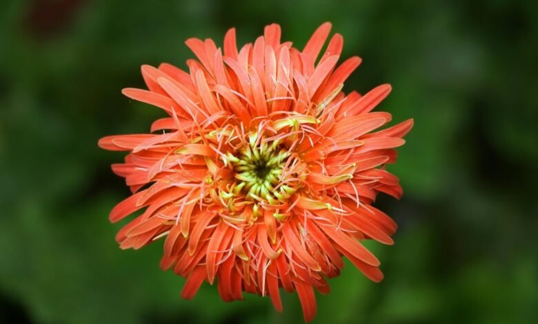 zenith flow growth conversion